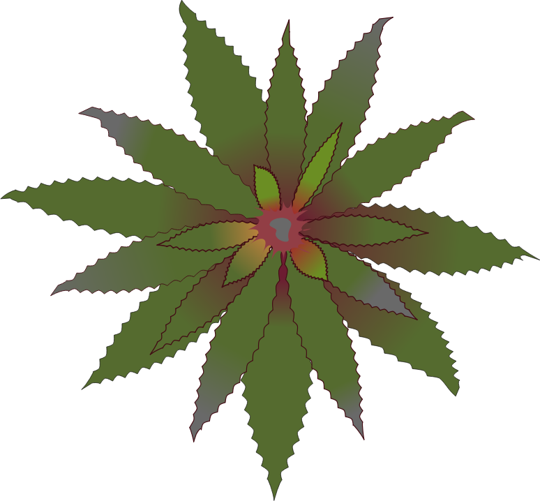 bromelia-04