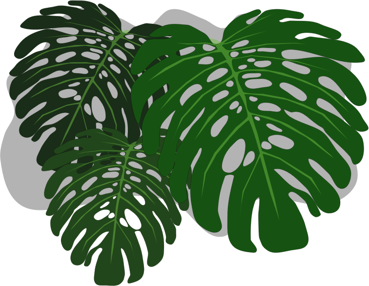 Philodendron