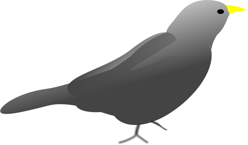 Blackbird1