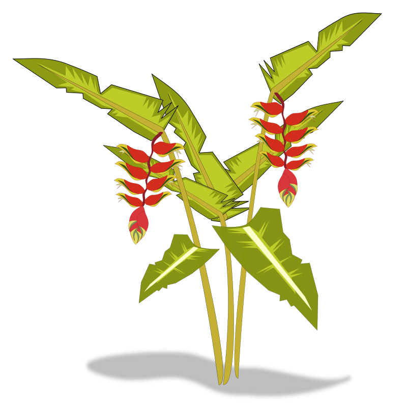 heliconia