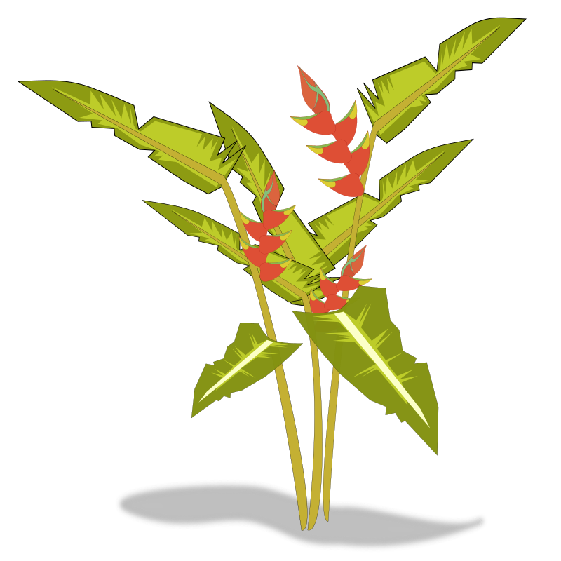 heliconia