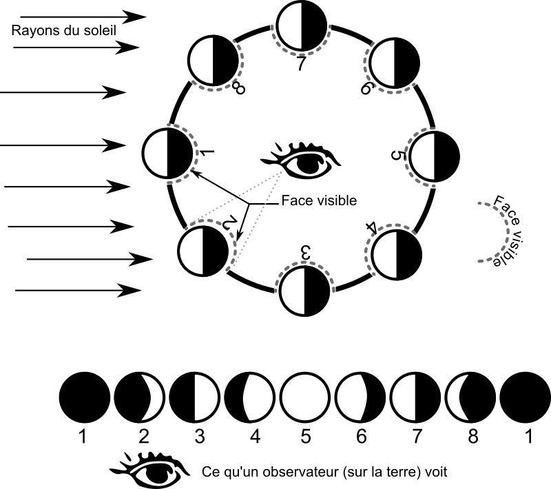 Les phases de la lune - Moon phases