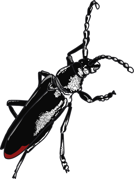 Grand capricorne - Capricorn