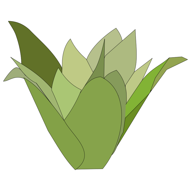 bromelia-08