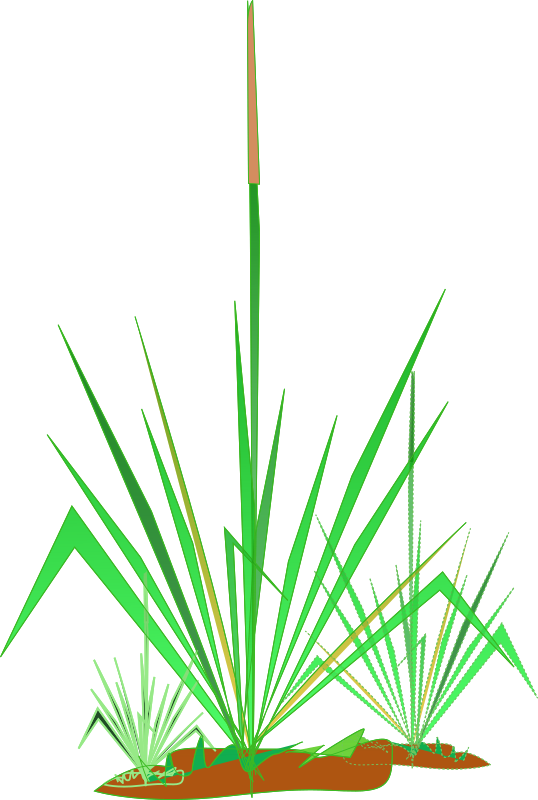 Matinho de jardim