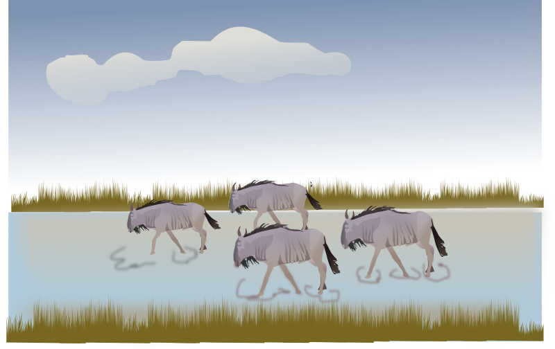wildebeest