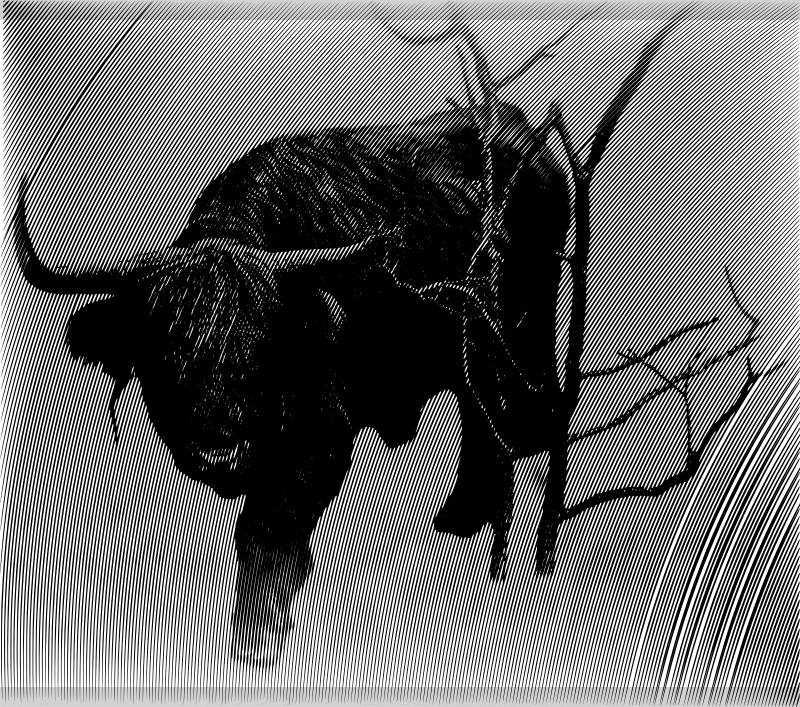 taurus
