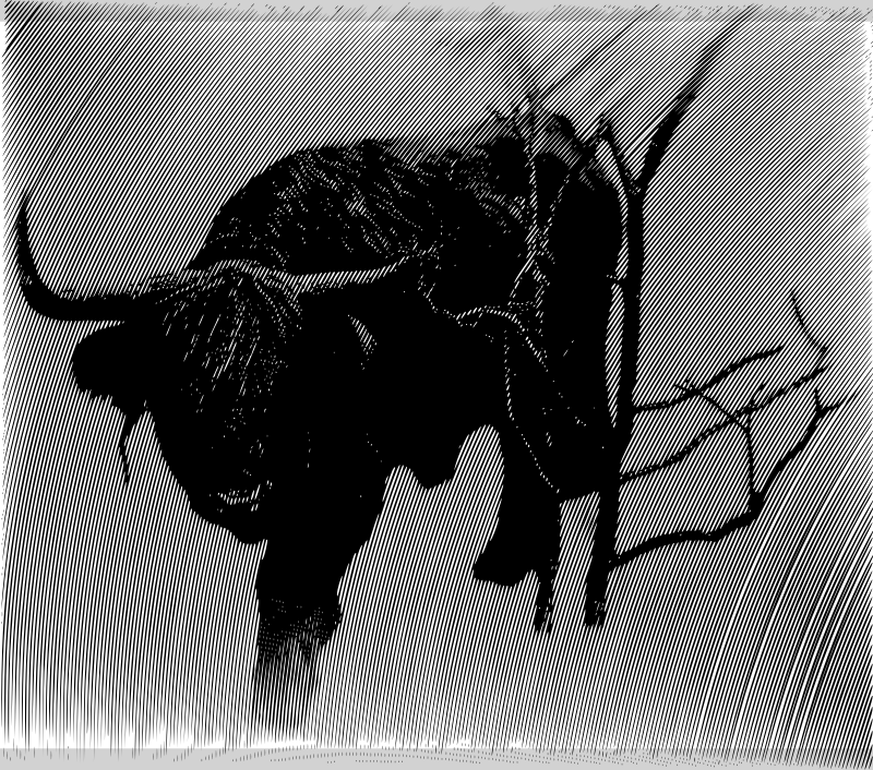 taurus