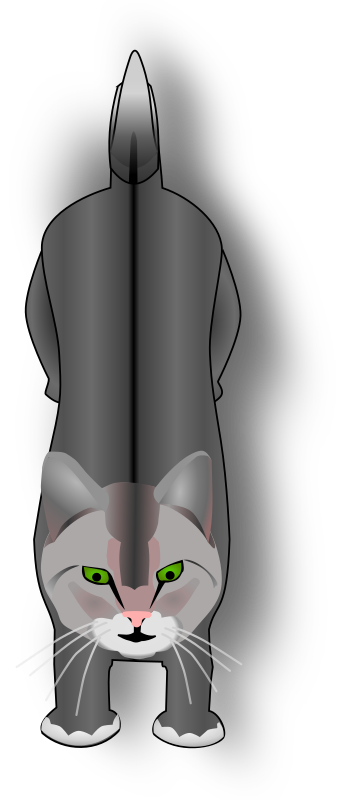 cat