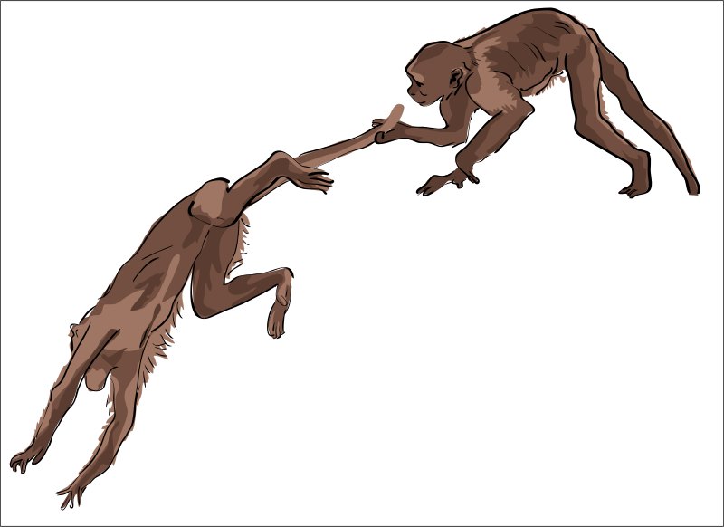 monkeys playing