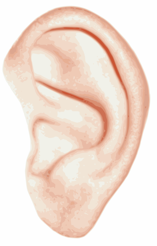 human ear