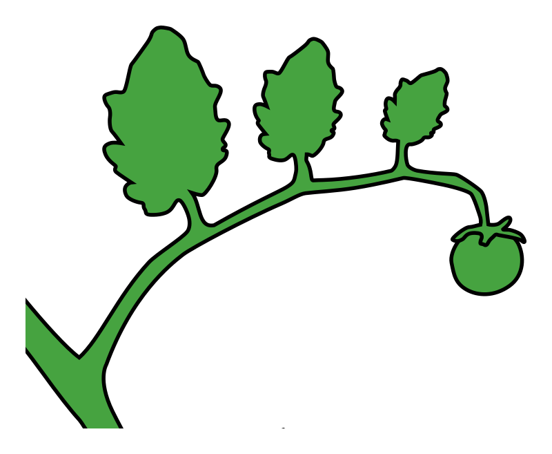 green tomato on a vine