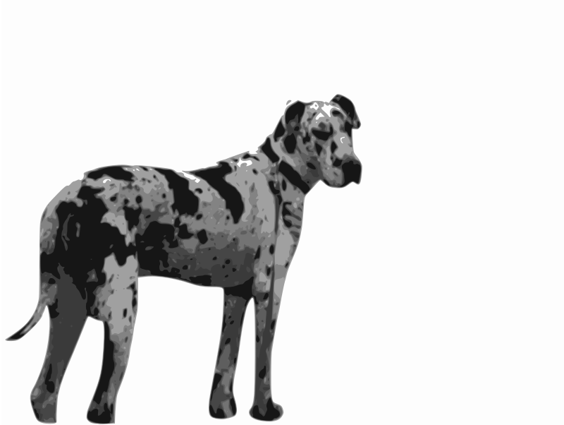 Harlequin Great Dane