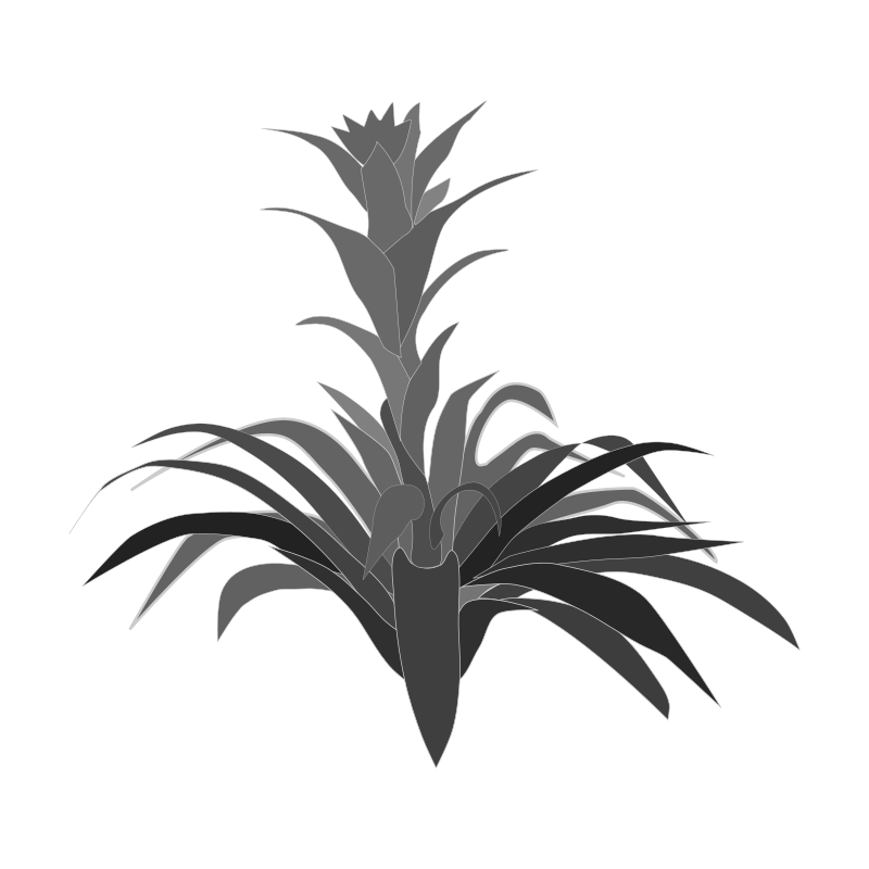 Bromelia