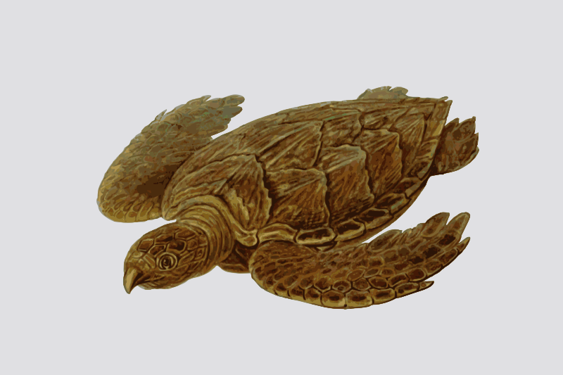 turtle
