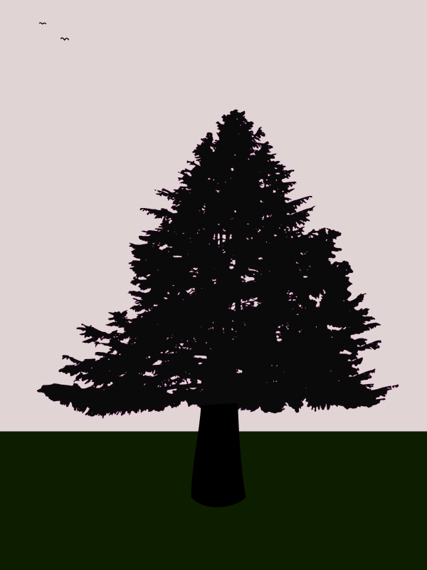 old fir at dusk