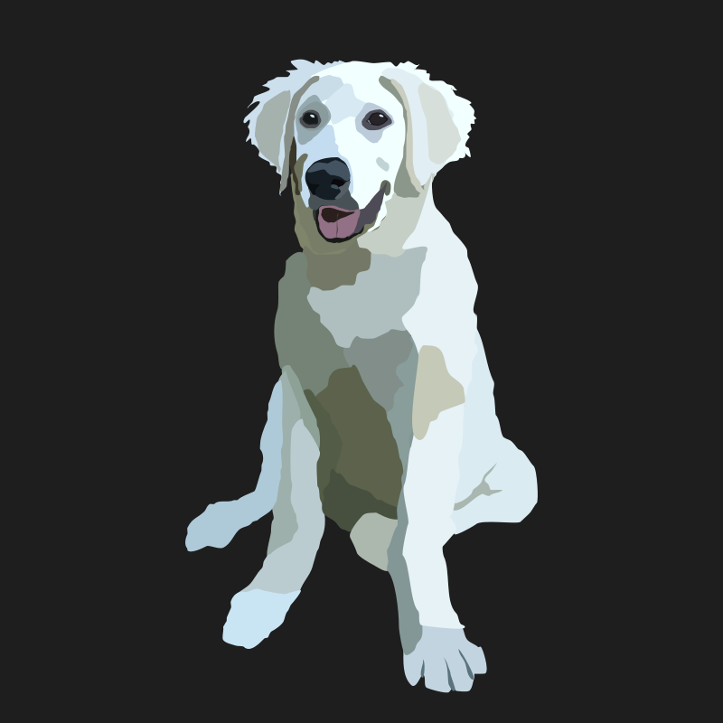kuvasz