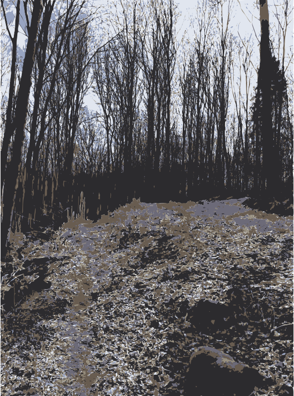 Forest photo(s) from Lichtscheid, Wuppertal 3