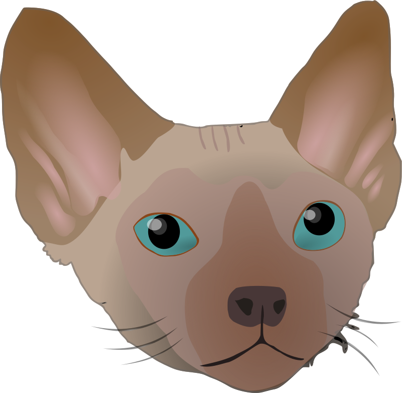 Devon Rex 3
