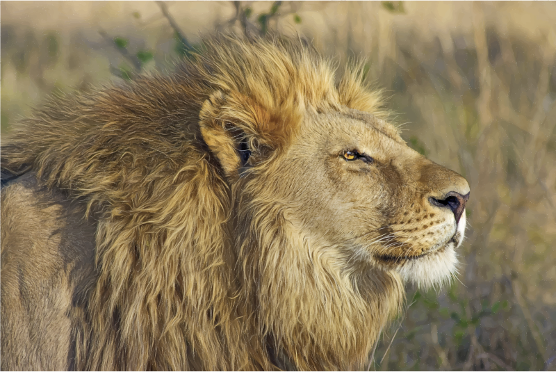 Alpha Lion