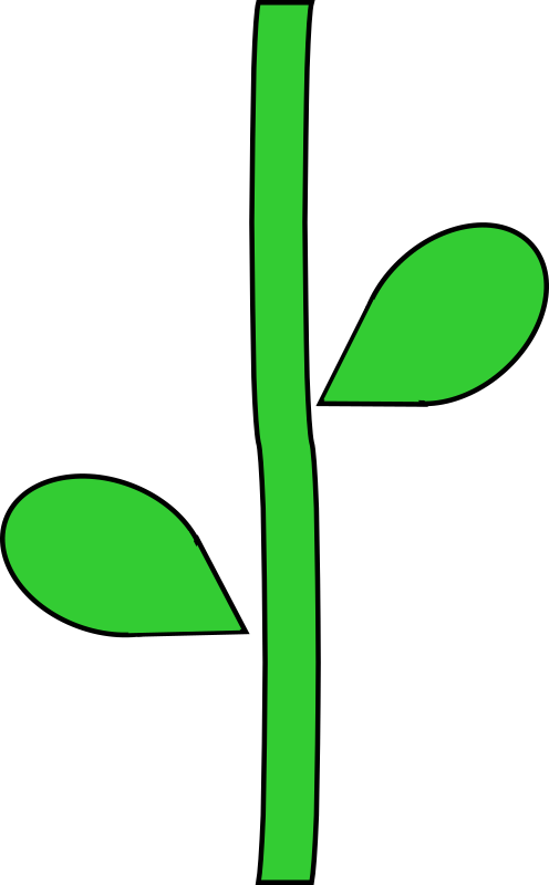 Flower Stem