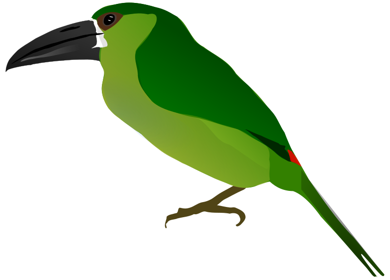 Crimson-rumped Toucanet