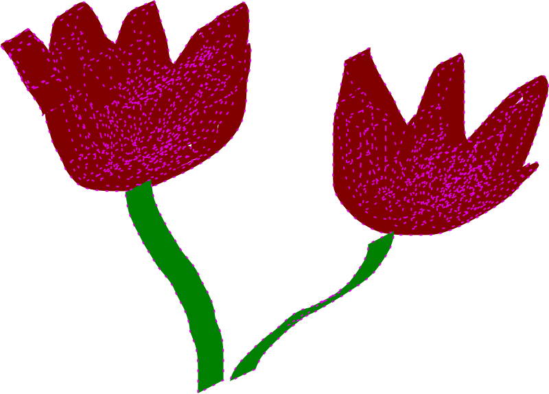 two tulips