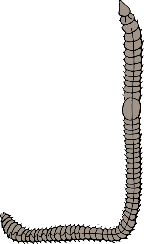 earthworm