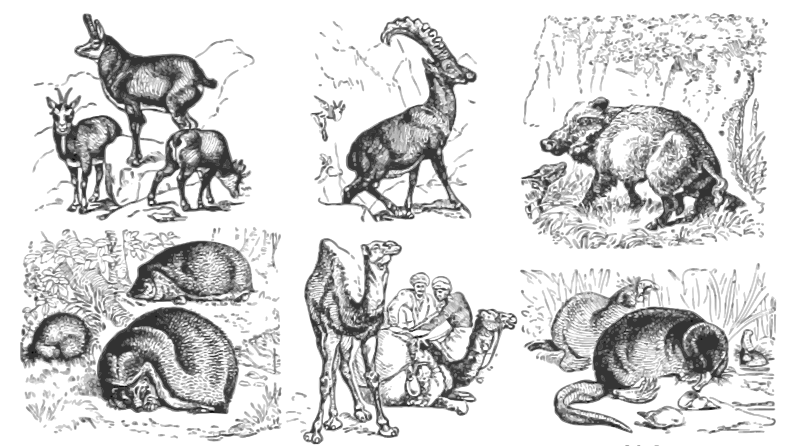 Euro-Asian animals