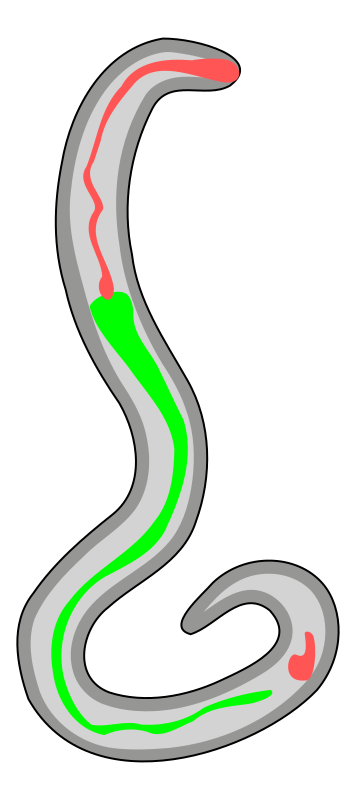 Nippostrongylus brasiliensis