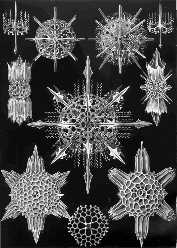 Acanthophracta