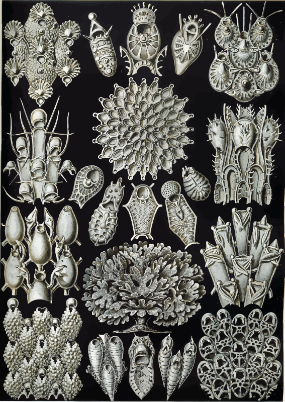 Bryozoa2