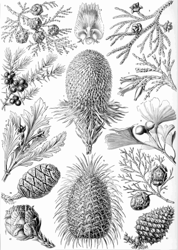 Coniferae