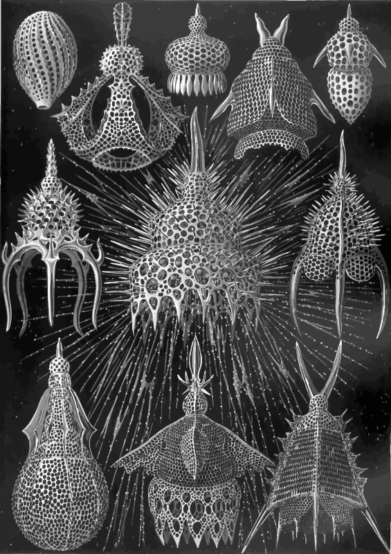 Cyrtoidea