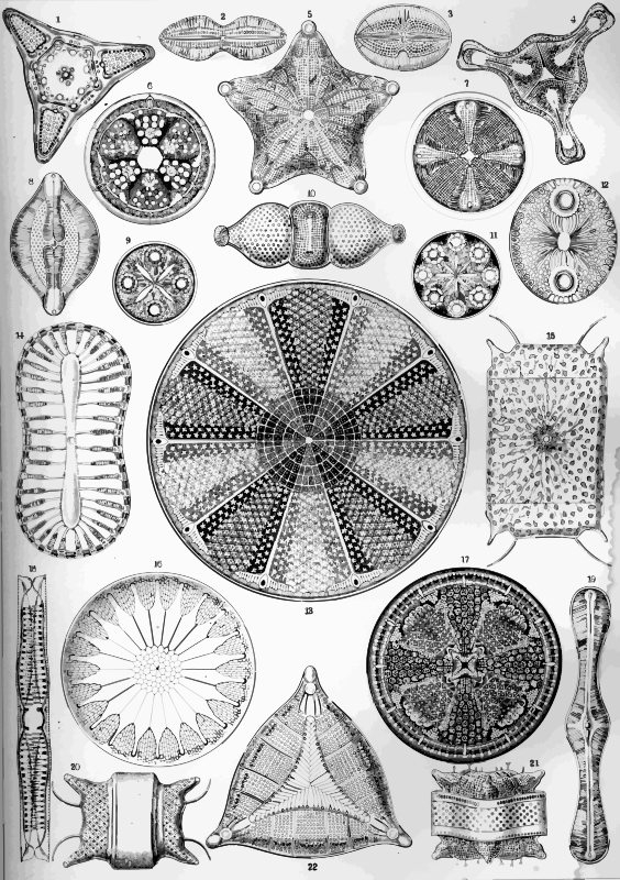 Diatomea