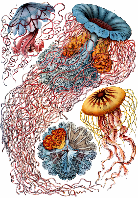 Discomedusae