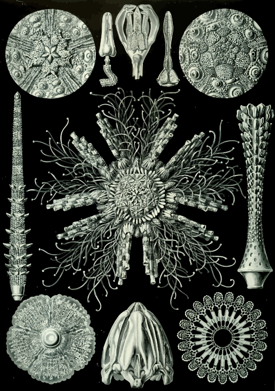 Echinidea 2