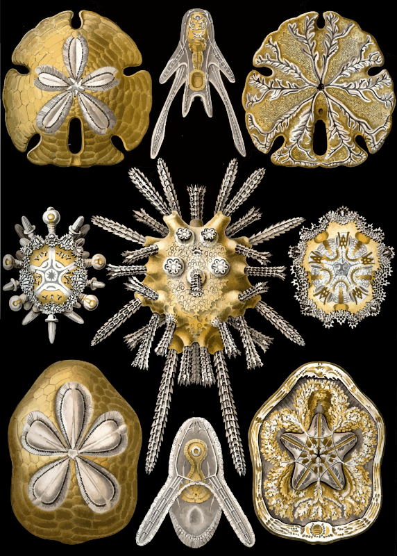 Echinidea