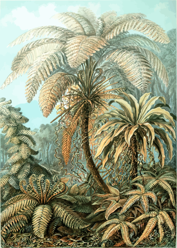 Filicinae 2