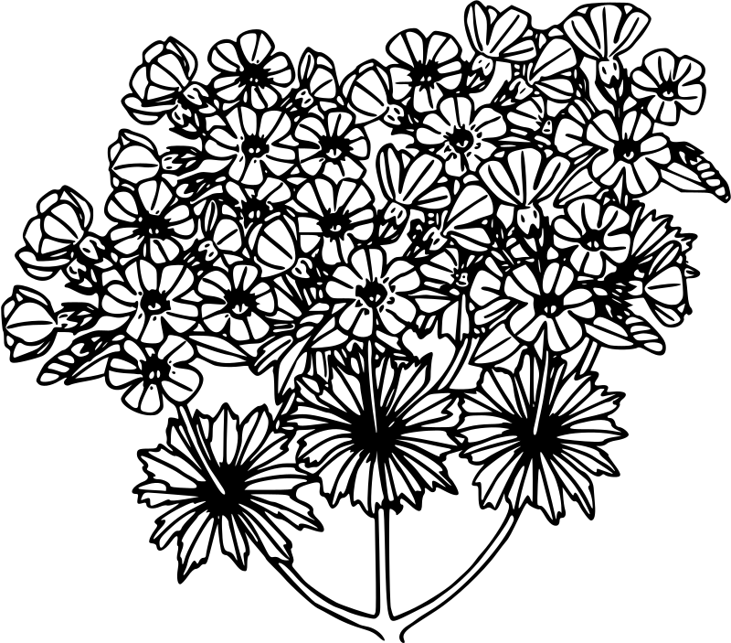 Cascades Douglasia
