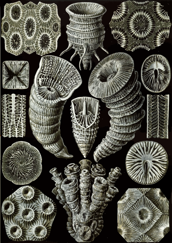 Tetracoralla