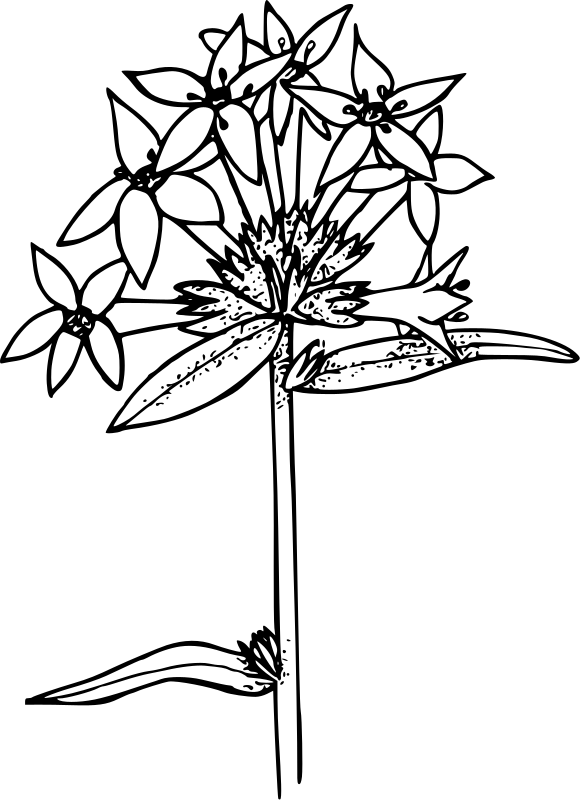 Large-flowered collomia