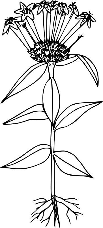 Narrow-leaved collomia