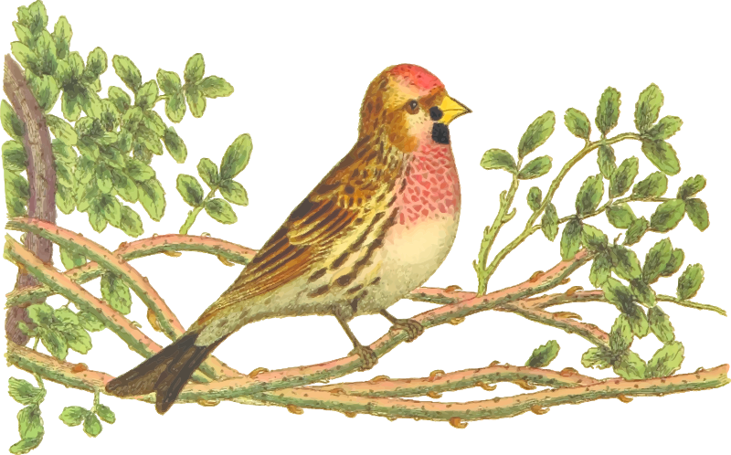 Lesser redpoll