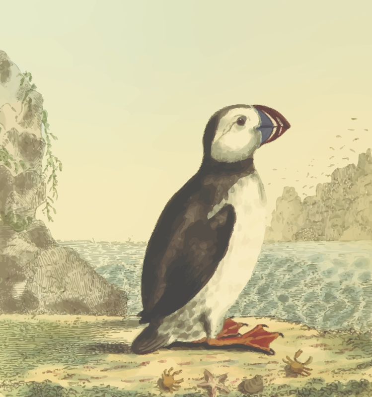 Puffin (with background)
