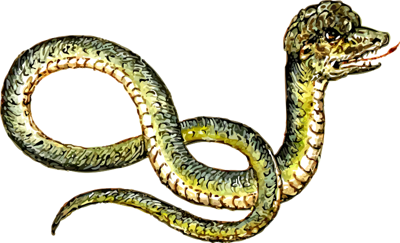 Peculiar snake