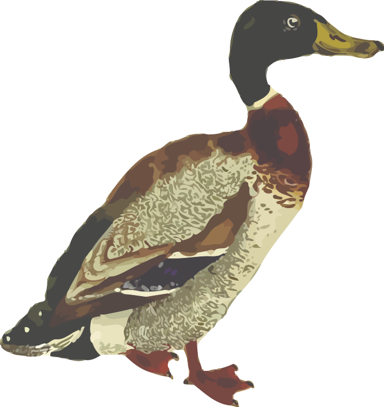 Mallard (isolated)