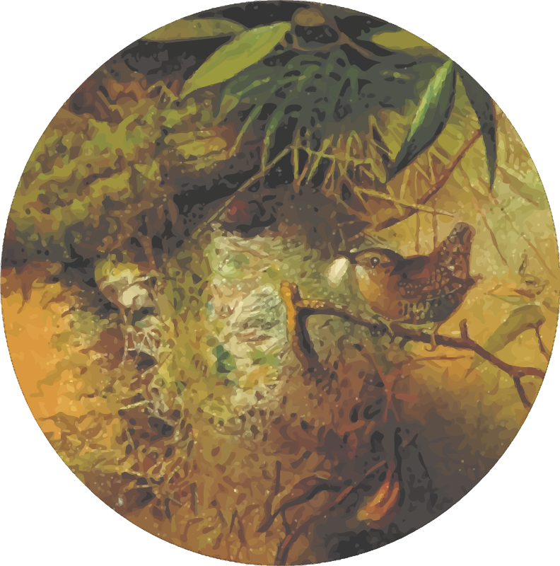 Circular wren drawing