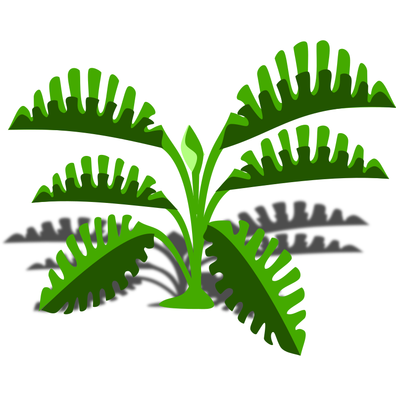 Philodendron