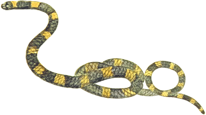 Snake 9